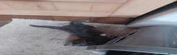 Mixed Breed cats for sale: Playful cuties wanting forever home  - Advert 5
