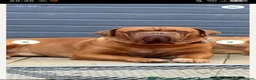 Dogue De Bordeaux dogs for stud: Big Dougie for stud - Advert 5