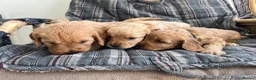 Cockapoo dogs for sale: Cockapoos in Bodmin - Advert 8