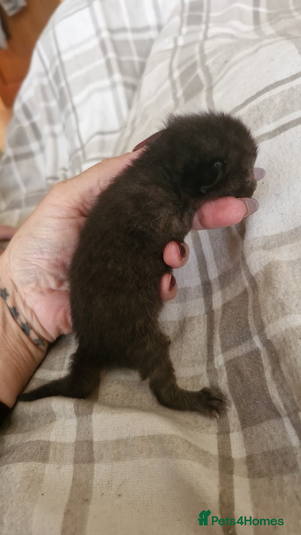 British Shorthair cats for sale: Half british shorthair kittens  - Advert 8