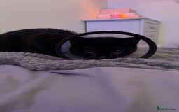 Domestic Shorthair cats for sale: Patrisha needs a home  - Image 2