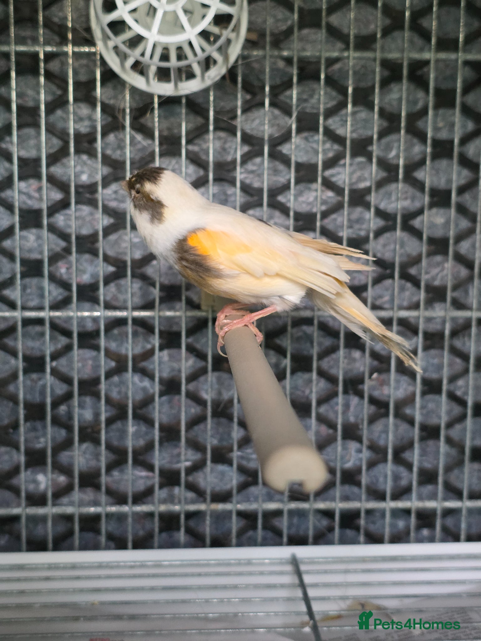 Canaries birds Cnarries  for sale  - Advert 2