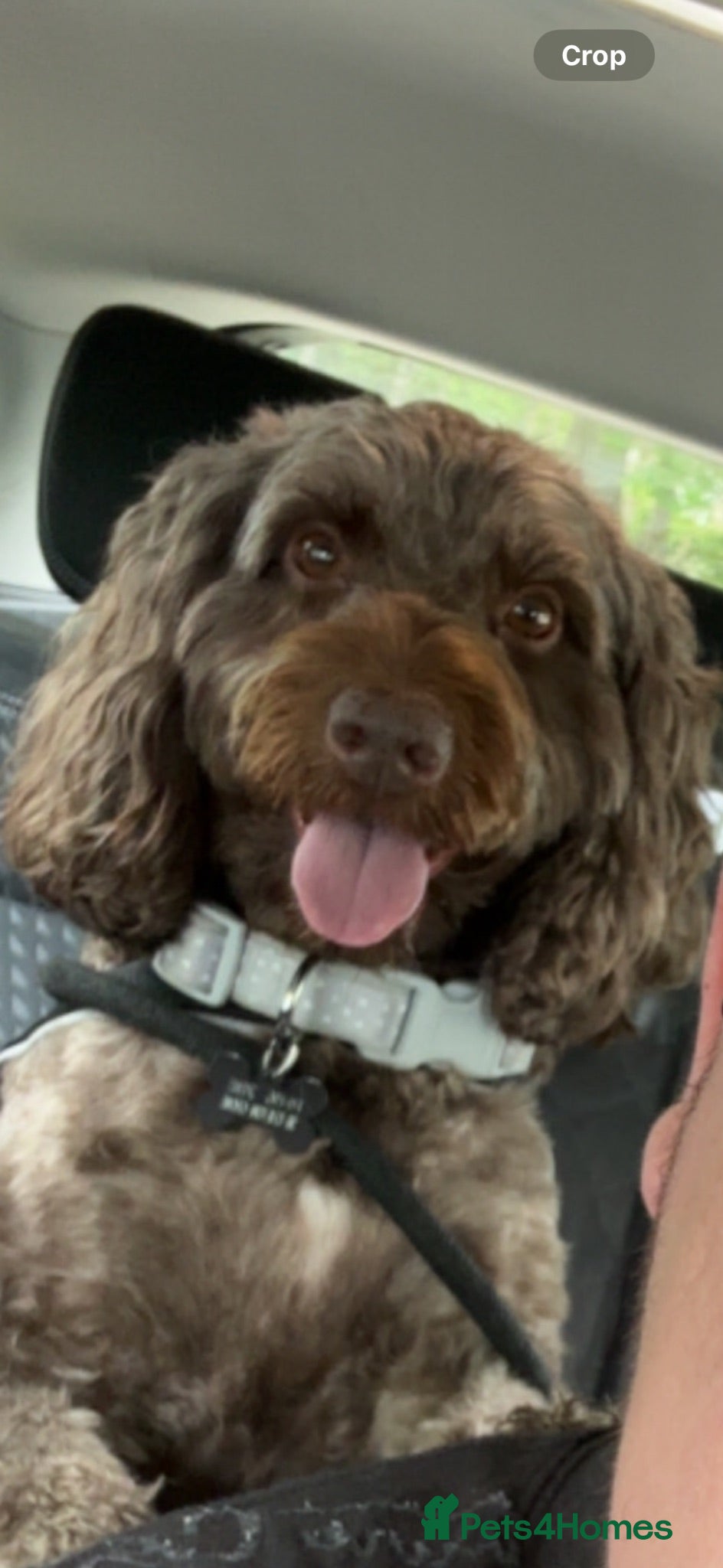 Cockapoo dogs Urgent Looking for Permanent home - Advert 4