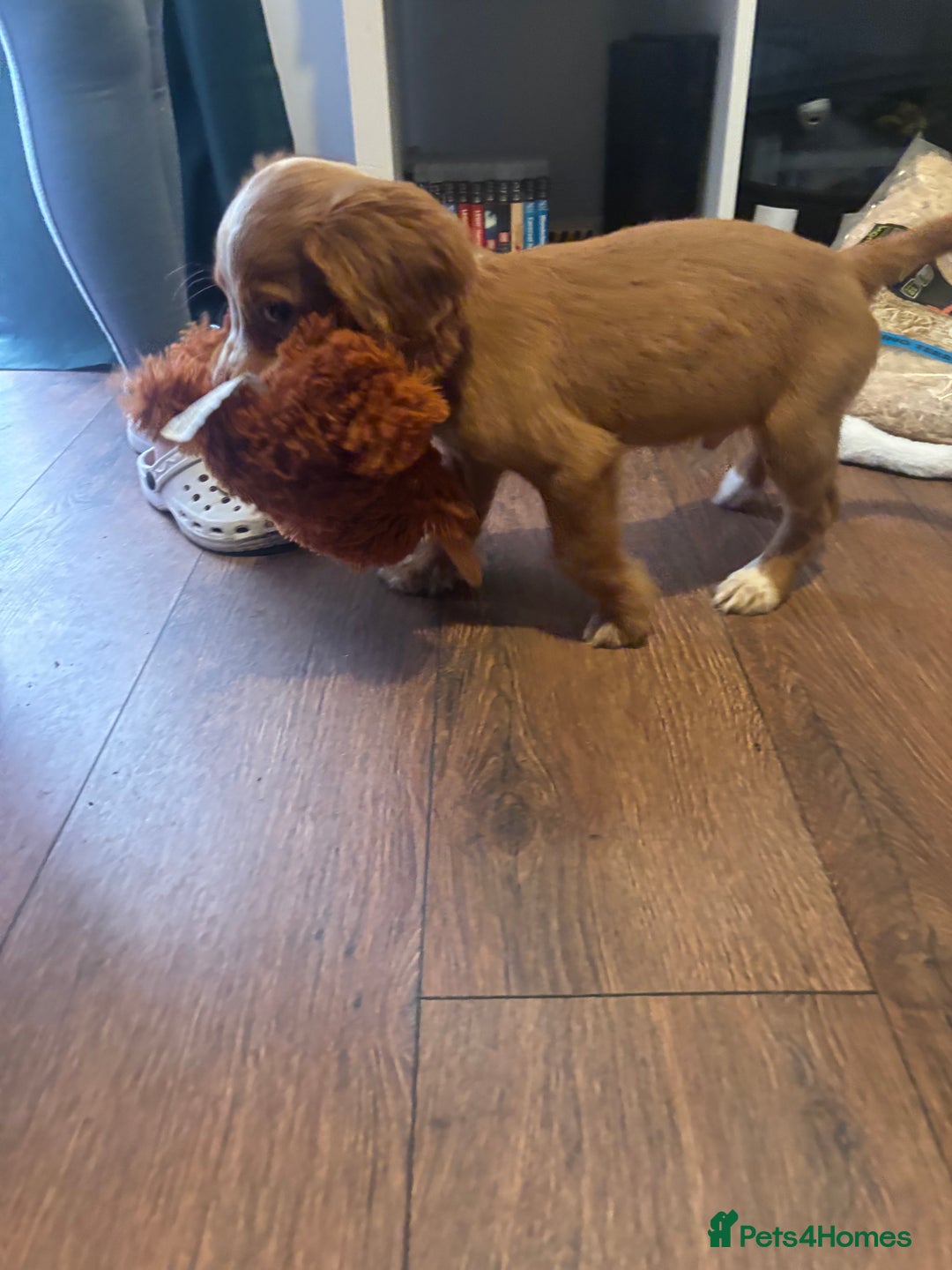 Cocker Spaniel dogs for sale: Two cocker spaniels - Advert 11