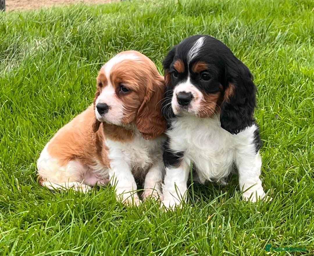 Cavalier King Charles Spaniel dogs for sale: Beautiful cavalier King Charles puppies  - Advert 2