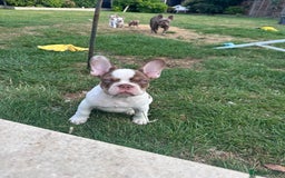 French Bulldog dogs for sale: 1 BOY LEFT KC  - Image 4