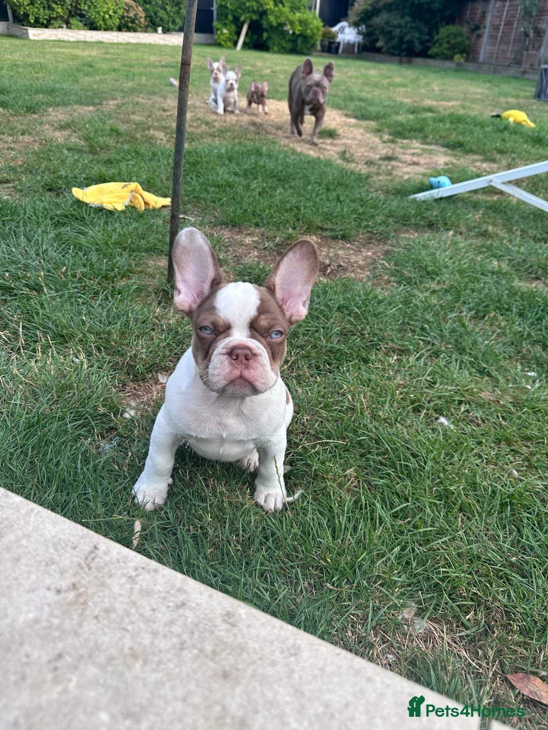 French Bulldog dogs for sale: 1 BOY LEFT KC  - Image 4