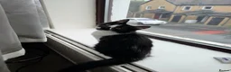 Mixed Breed cats for sale: Kittens  in Blackburn - Advert 8