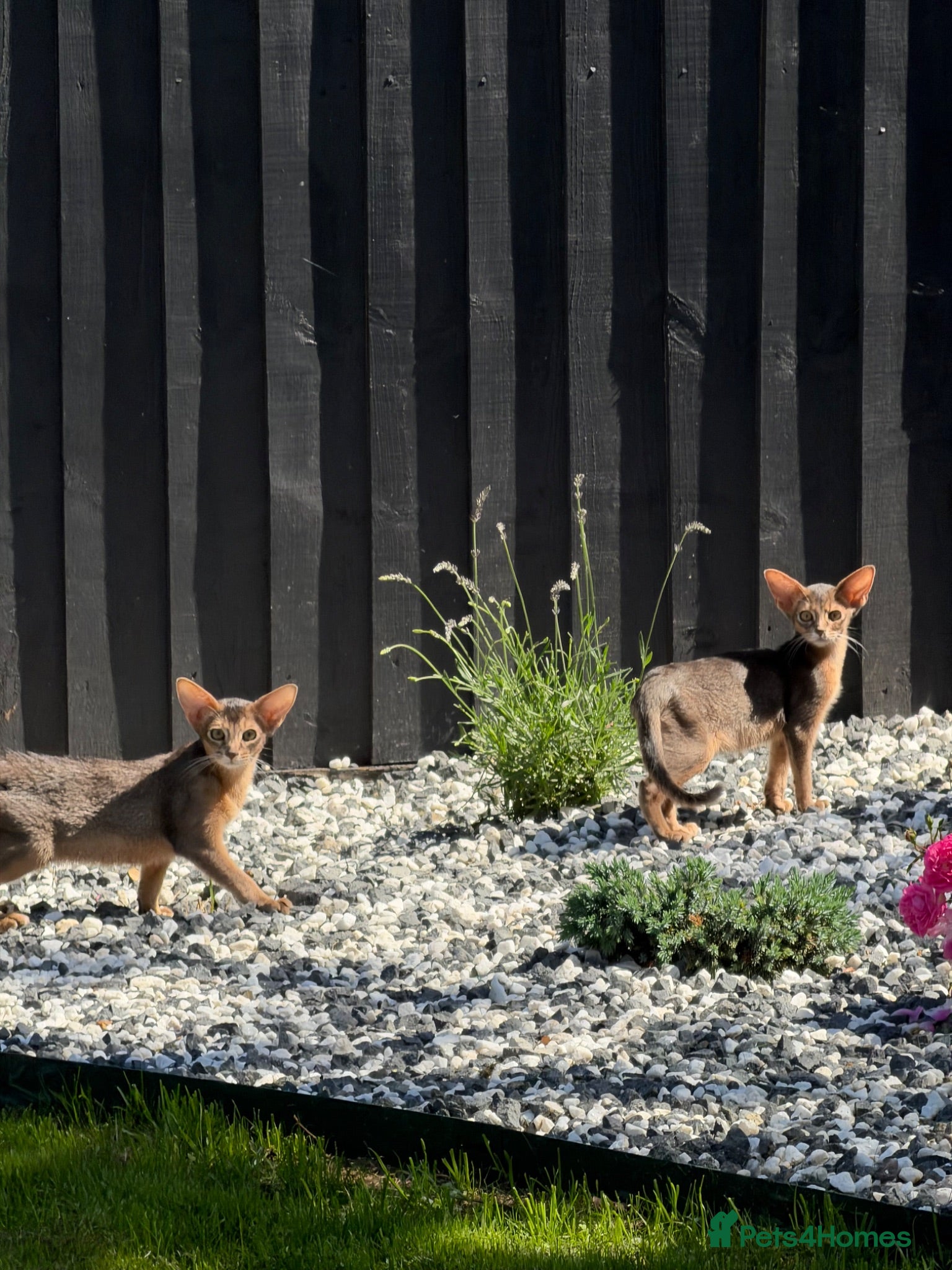 Abyssinian cats     Gorgeous kittens from champion parents 😽 - Advert 10