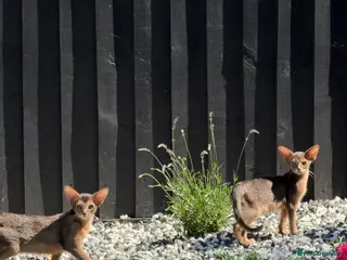 Abyssinian cats Gorgeous kittens from champion parents 😽 - Advert 10