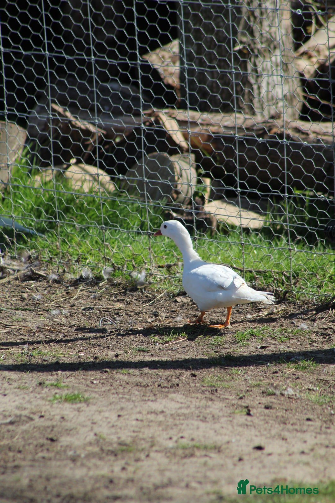 Waterfowl poultry for sale: Mandarin Ducks - Image 4