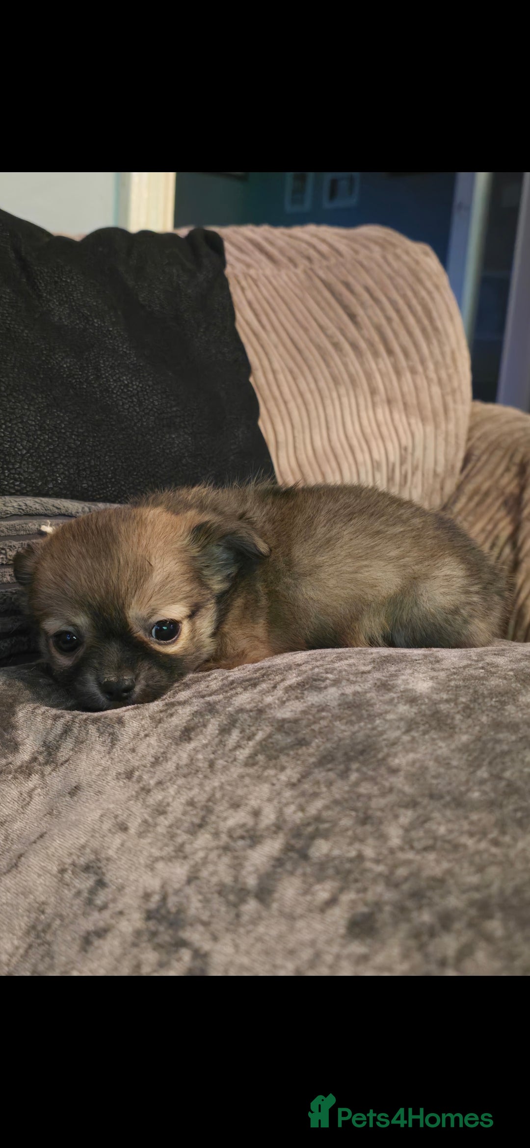 Chihuahua dogs for sale: Teacup Chihuahua looking for its forever home. - Image 2