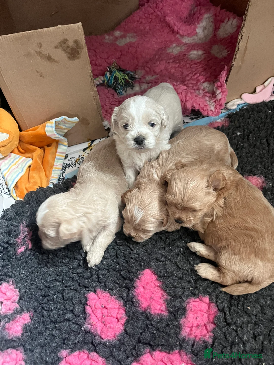 Shihpoo dogs for sale: Stunning Shih poo puppies  - Advert 3