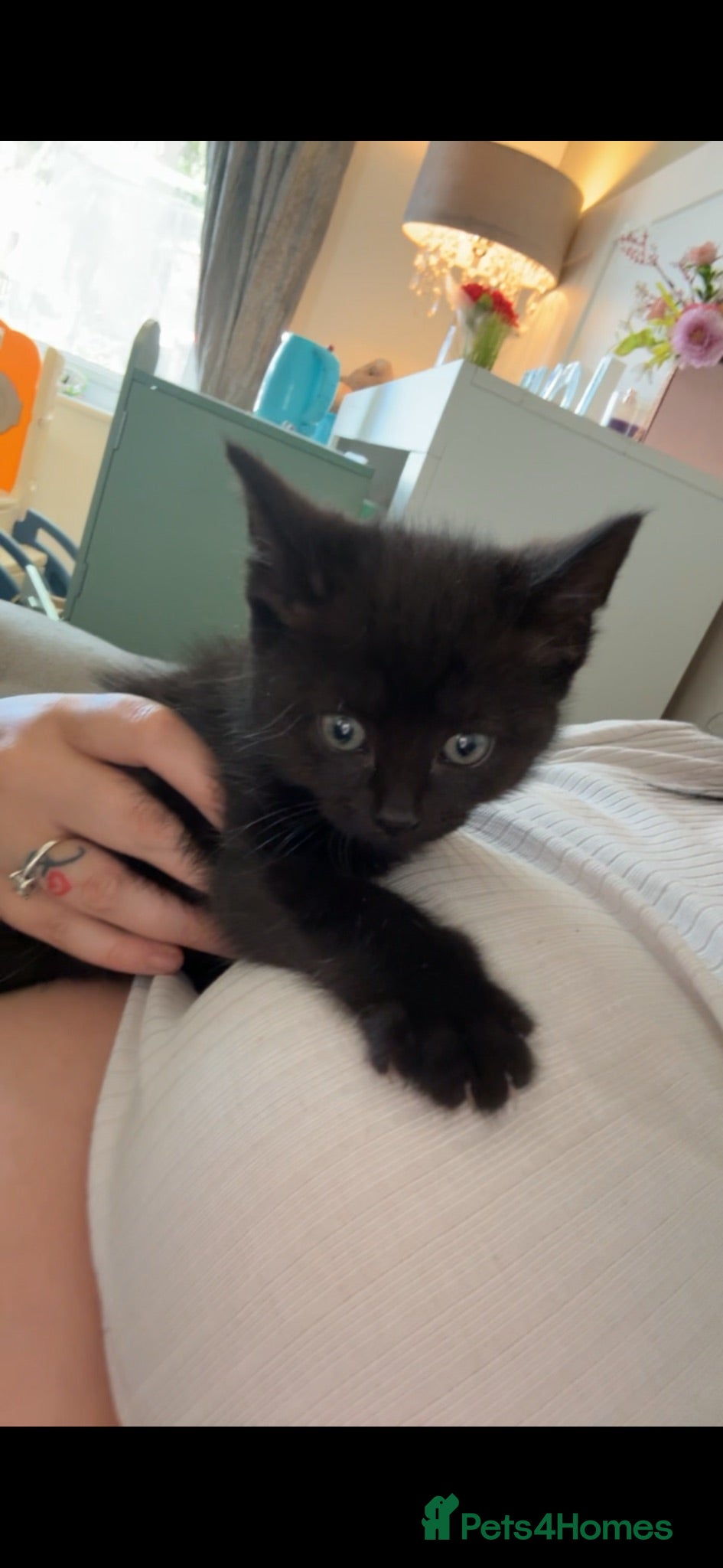Mixed Breed cats Black kitten  - Advert 13