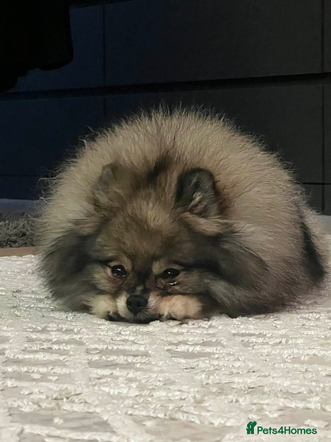 Pomeranian dogs for sale: For sale (Rehoming) 3,5 years female Pom  - Advert 3