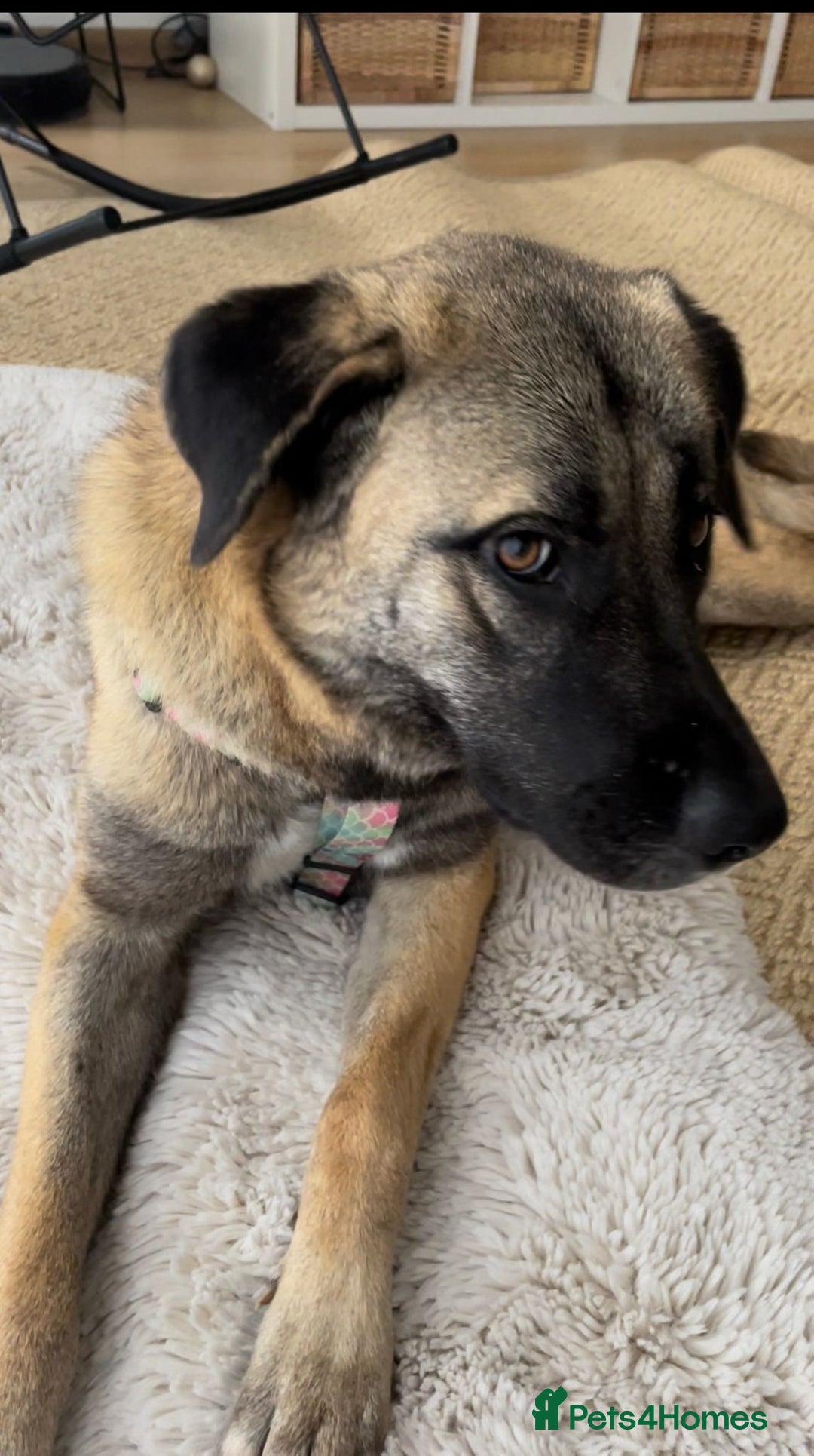 Mixed Breed dogs for sale: Melon – A Gentle Anatolian Shepherd Mix - Image 6