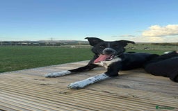 Mixed Breed dogs for sale: Willow - Image 1