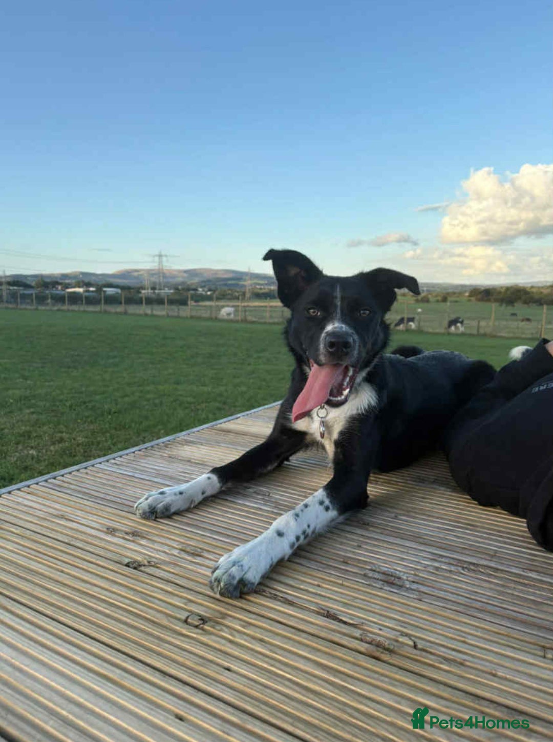 Mixed Breed dogs for sale: Willow - Image 1
