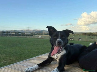 Mixed Breed dogs - Advert 27