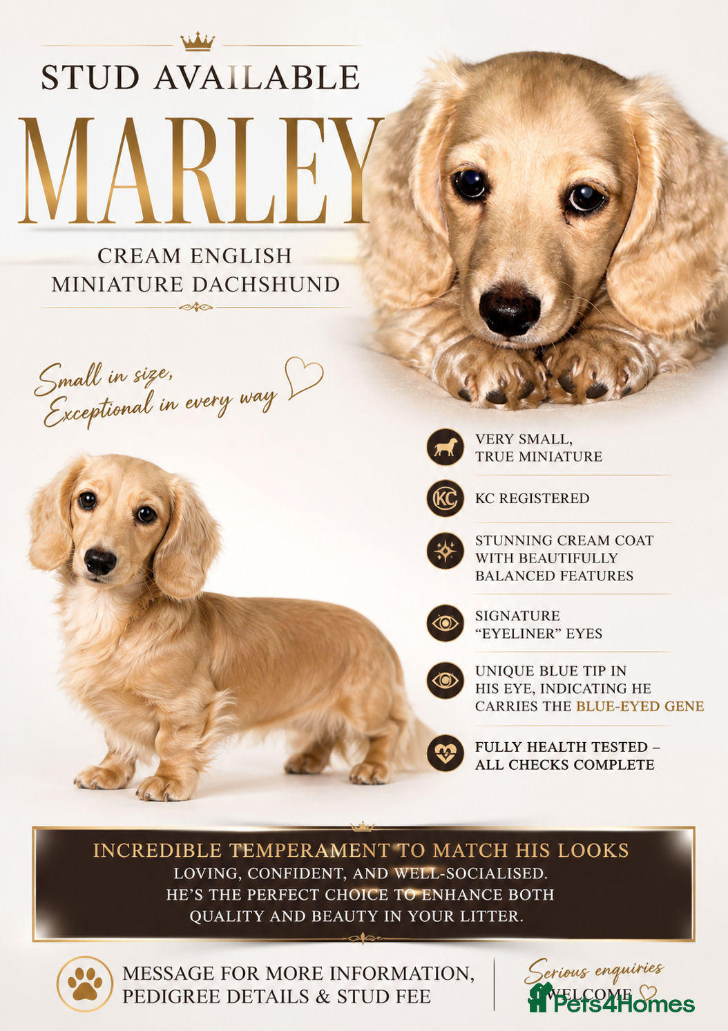 Miniature Dachshund dogs Cream true miniature stud - Advert 1