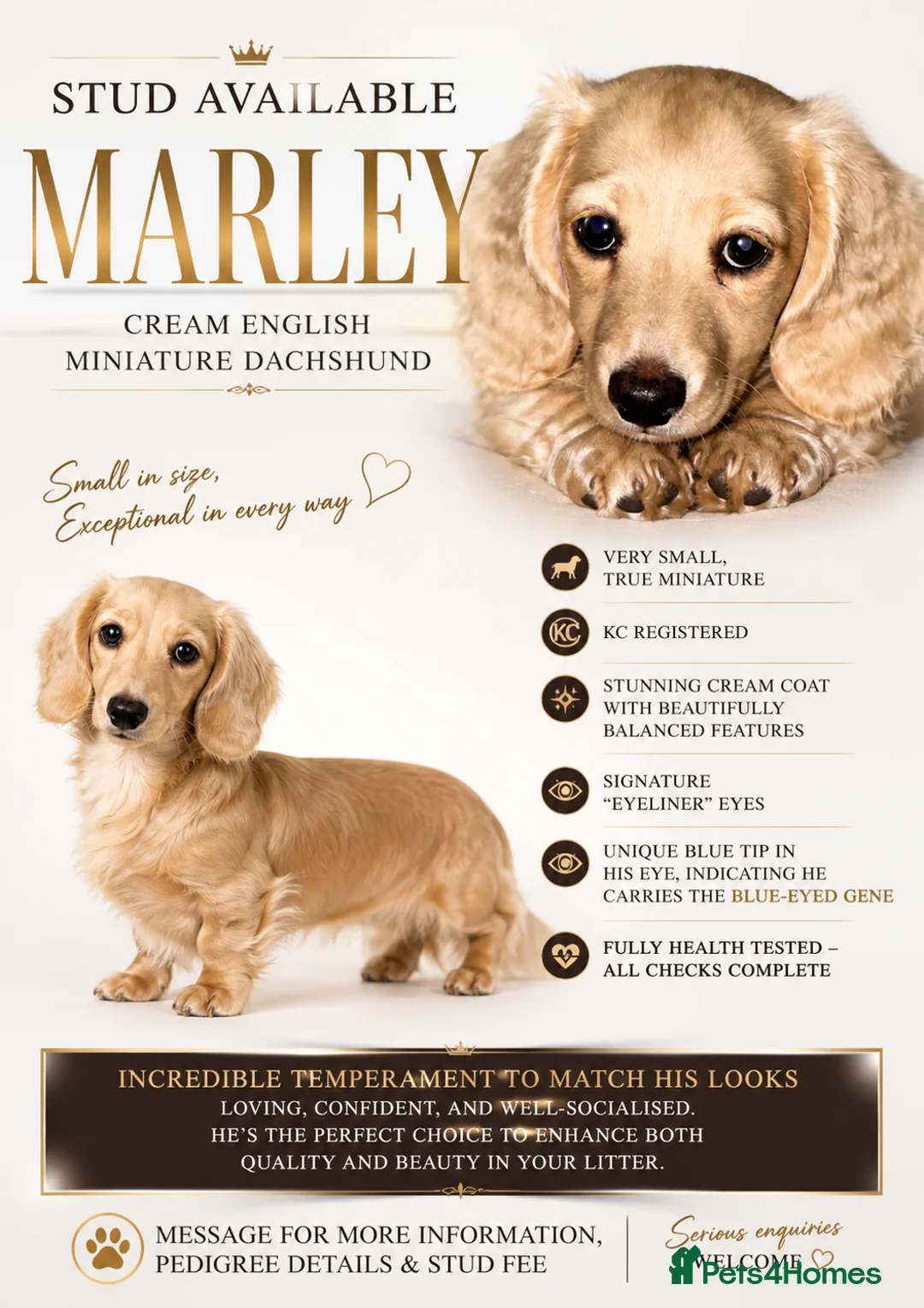 Miniature Dachshund dogs for stud: Cream true miniature stud in Winscombe - Advert 1