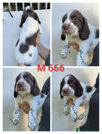 Sprocker dogs - Advert 1