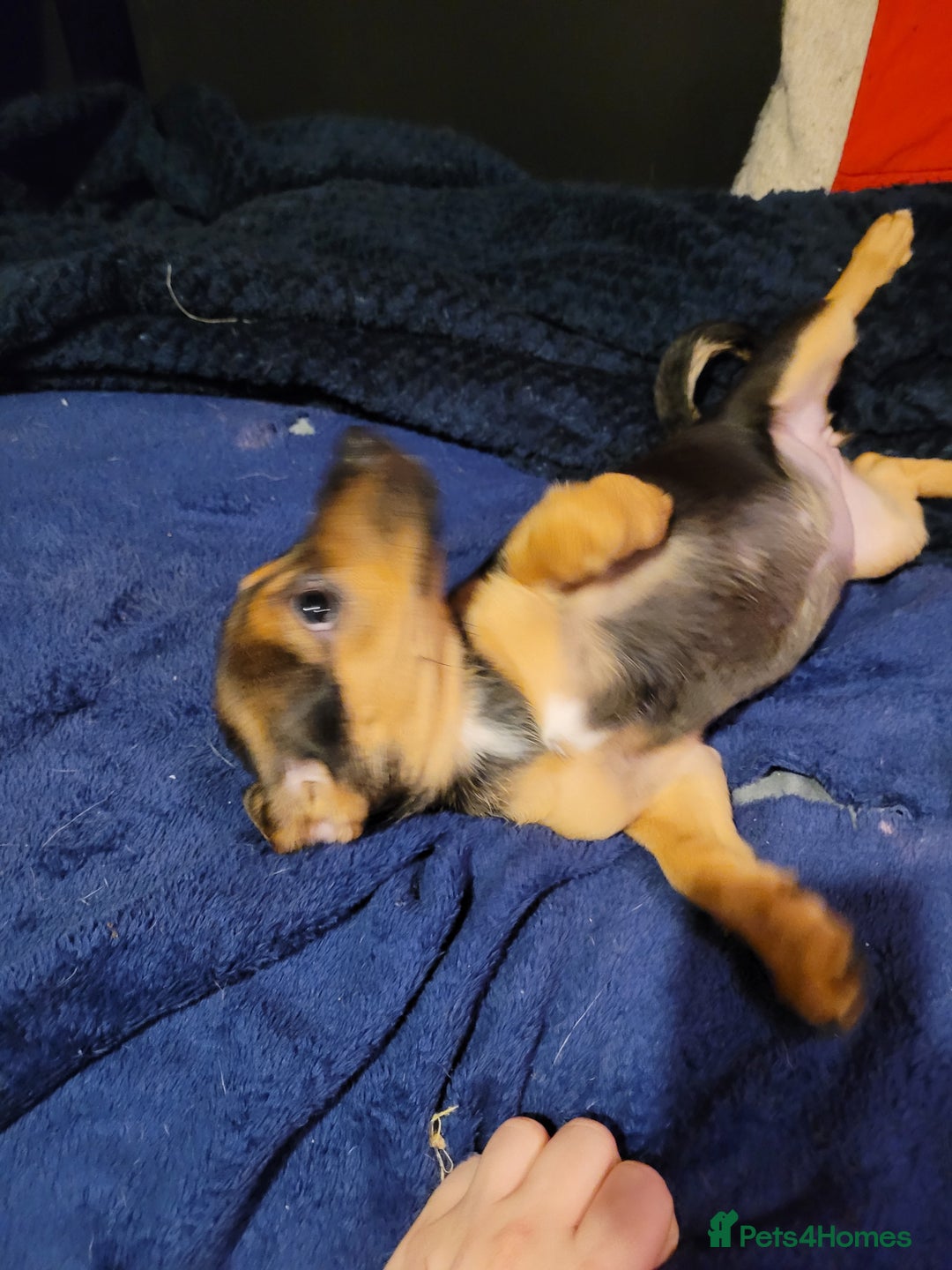 Jack Chi dogs for sale: Beautiful Jack Chi Puppies - Advert 13