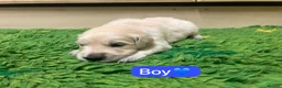 Golden Retriever dogs for sale: KC registered Golden Retriever puppies - Advert 20