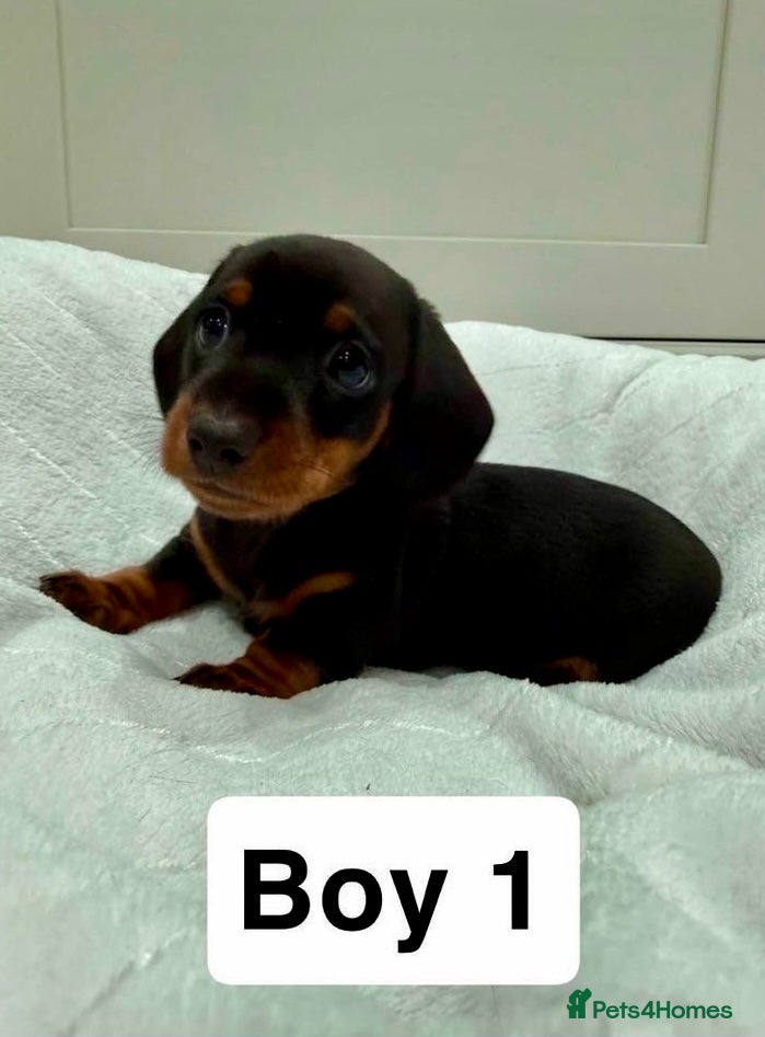 Miniature Dachshund dogs 1 Male Mini Smooth Hair Ready Next Week - Advert 4
