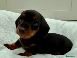 Miniature Dachshund dogs 1 Male Mini Smooth Hair Ready Next Week - Advert 4
