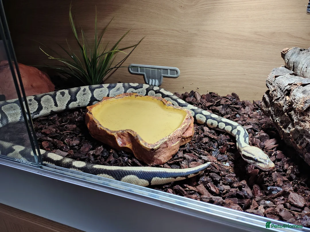 Python Snake reptiles for sale: Adult ball python + vivarium - £350 OVNO - Advert 5