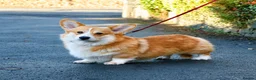 Welsh Corgi Pembroke dogs for sale: Hand reared Pembroke Corgis in Tenby - Advert 3