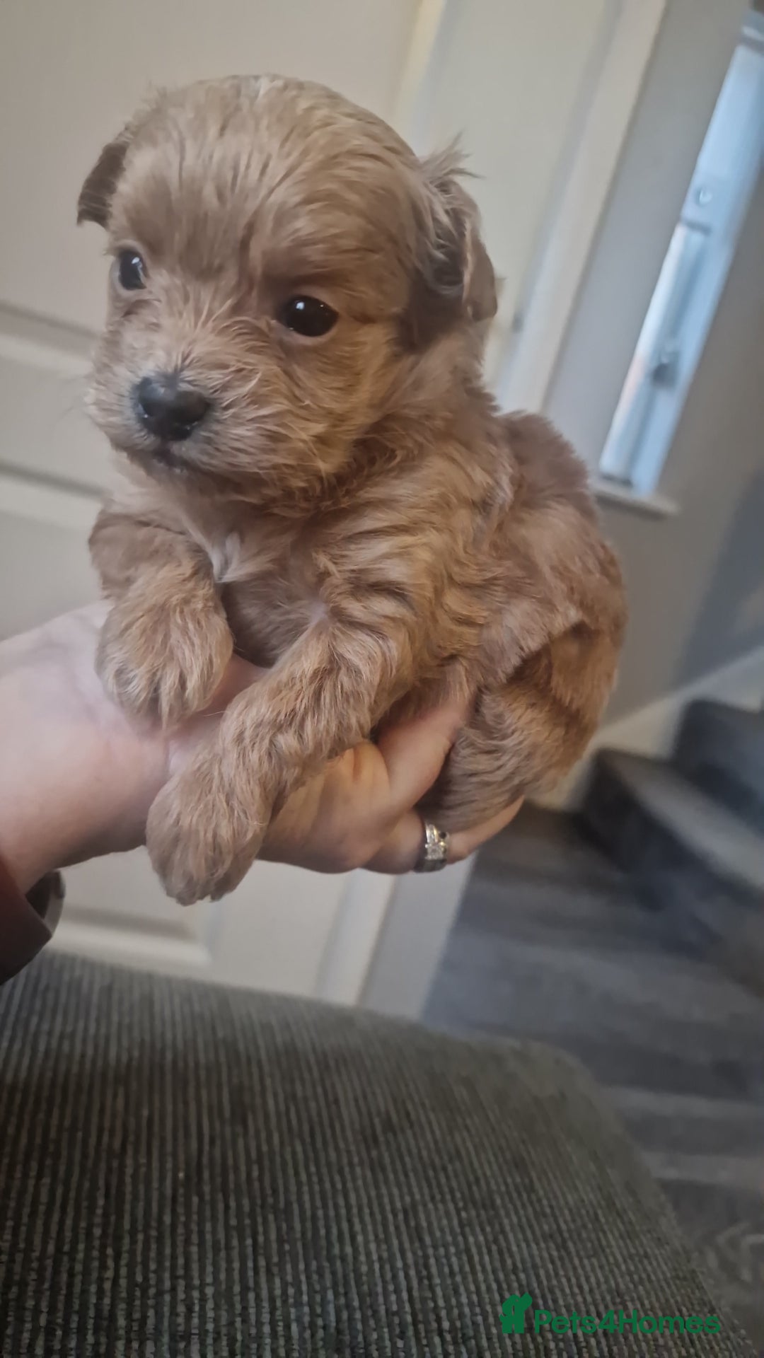 Chipoo dogs for sale: Asian chipoo  - Advert 3