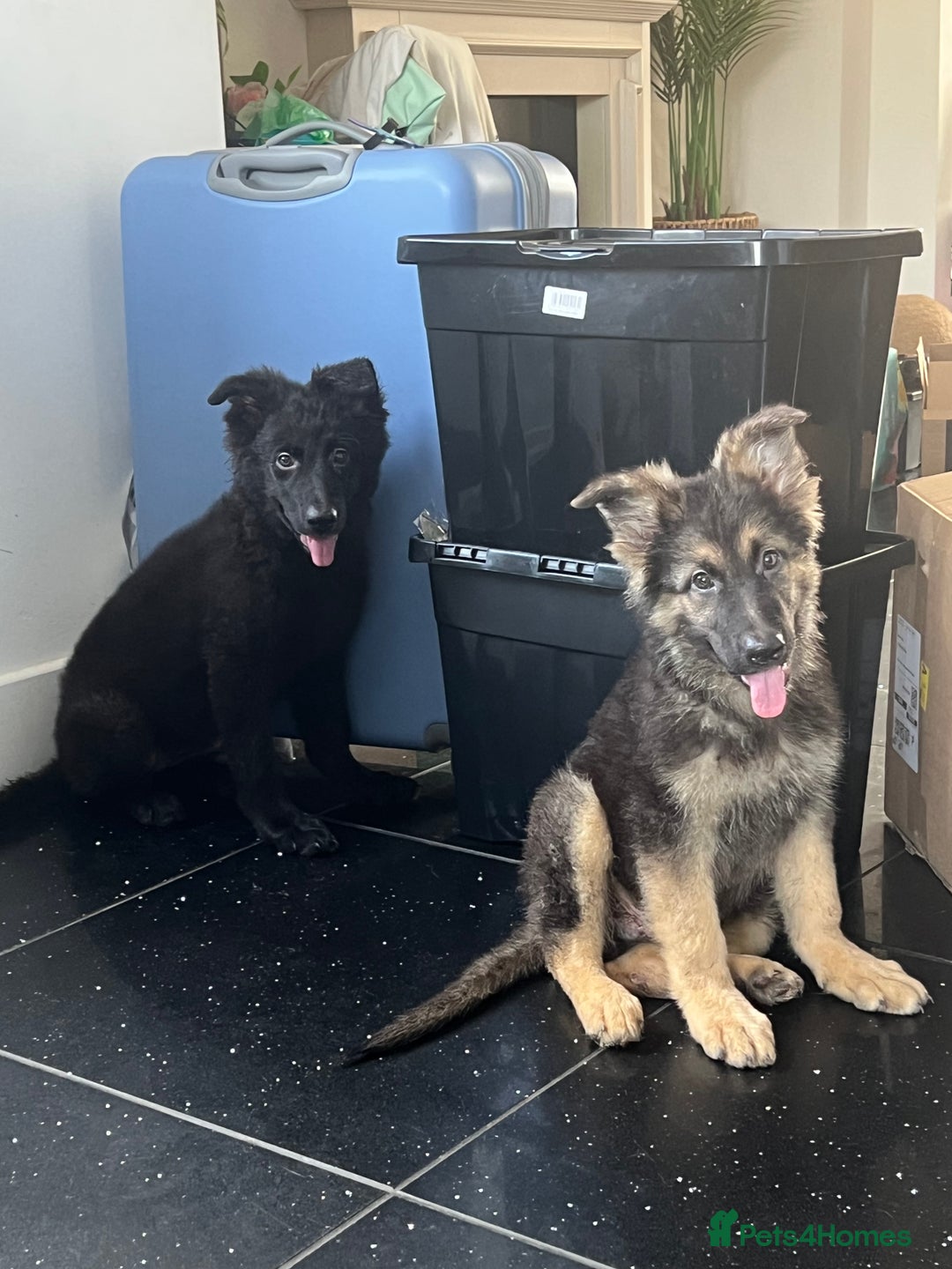 German Shepherd dogs for sale: German shepherd pups silver sable black/tan black  - Image 16