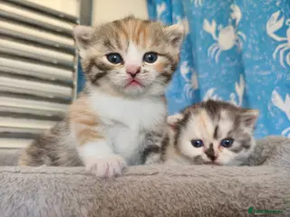 Munchkin cats Beautiful girls - Advert 4