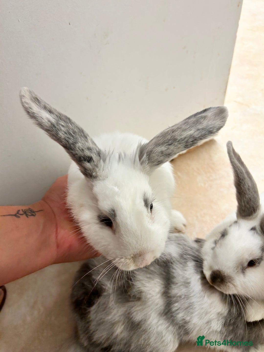 Mixed Breed rabbits for sale: Mixed bunnies - Image 3