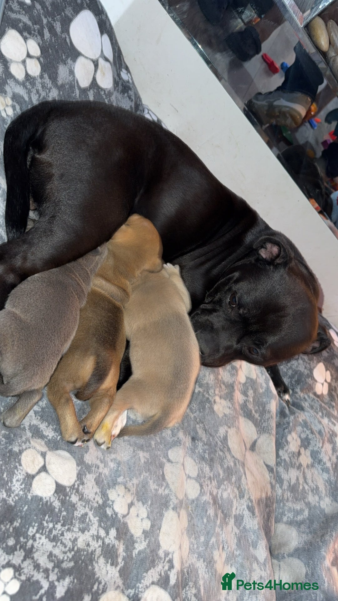 Staffordshire Bull Terrier dogs for sale: Staffordshire Bull Terrier Puppies – Rare colours - Image 12