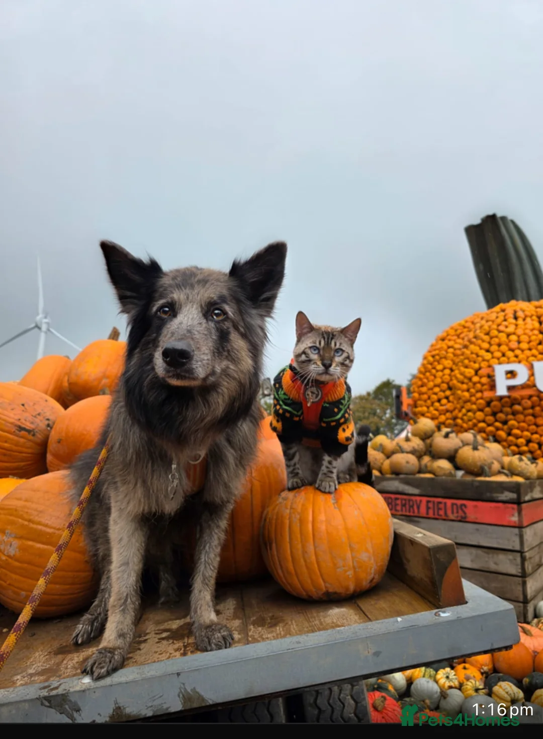 Bengal cats for sale: 🥇🏆Gorgeous Pedigree Tica Pure Bengals🏆🥇 - Advert 18