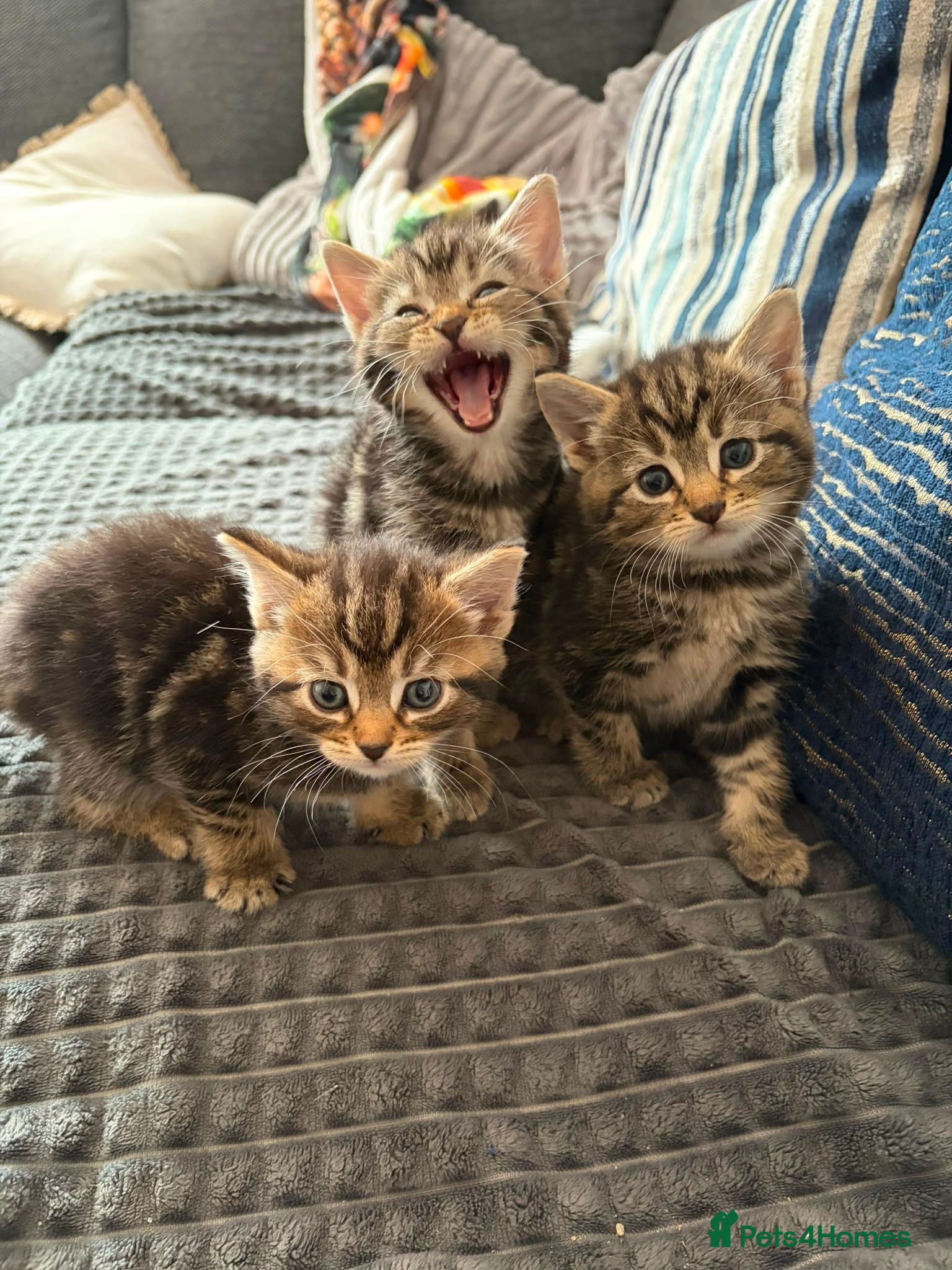 Mixed Breed cats 5 Beautiful Persian Cross Kittens - Advert 12