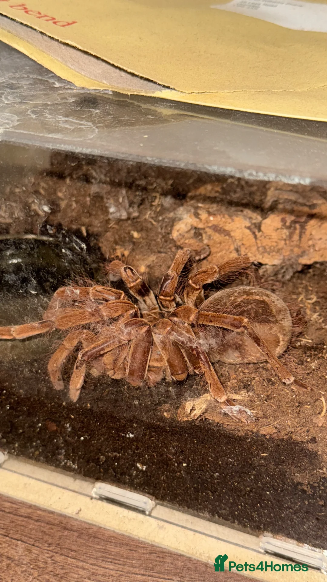 Tarantulas invertebrates for sale: Adult Female Theraphosa Blondi + enclosure  - Advert 1
