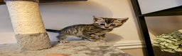 Mixed Breed cats for sale: Bengal Marble & British Shorthair  - Advert 8