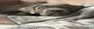 Cane Corso 1