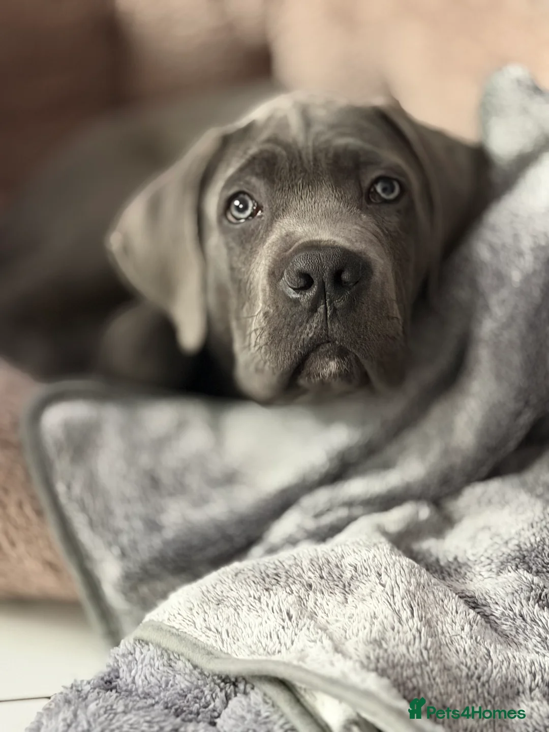 Cane Corso dogs for sale: Cane Corso male in Stoke-on-Trent - Advert 2