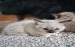Ragdoll cats for sale: Quality Ragdoll Kittens - Image 19