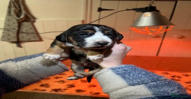 Mixed Breed dogs Australian Kelpie/Cocker Spaniel Puppies  - Advert 9