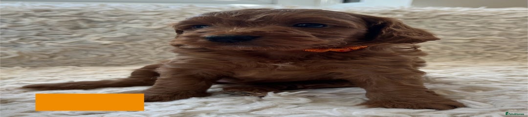 Cockapoo Puppy 8
