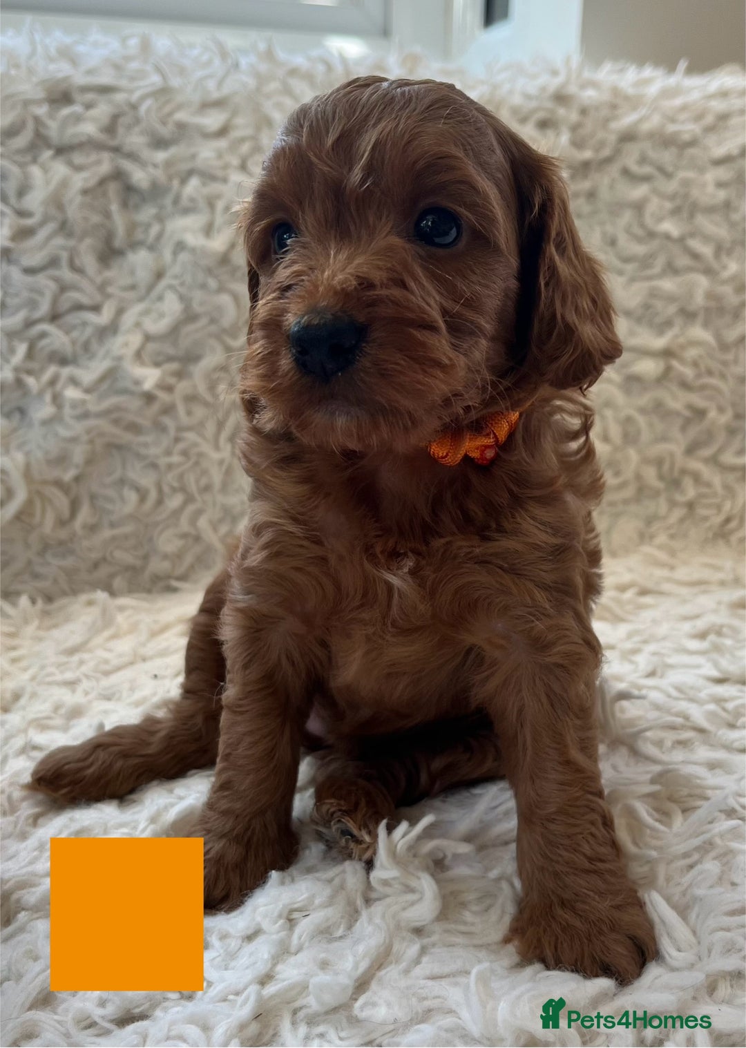 Cockapoo dogs for sale: A Beautiful litter of cockapoos  - Image 8