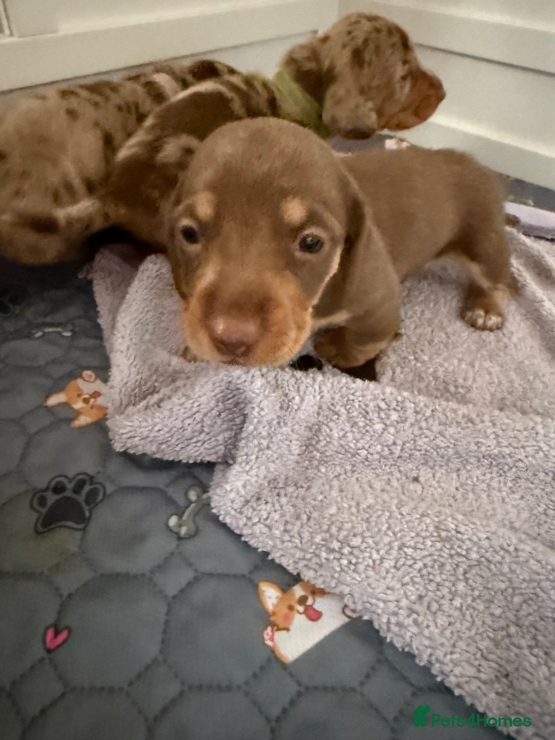 Miniature Dachshund dogs for sale: Gorgeous miniature dachshunds   - Advert 10