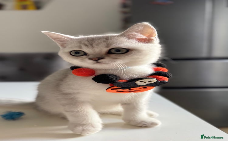 Scottish Fold cats - Advert 1