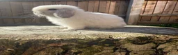 Mini Lop rabbits for sale: Mini lop Siblings  - Advert 5
